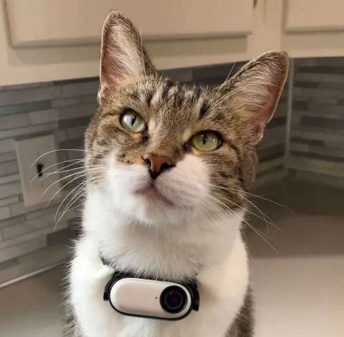 YourPetCam™ Pet Collar Cam — 1080p HD